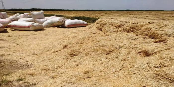 آلة حصاد تودي بحياة امرأة بطري...