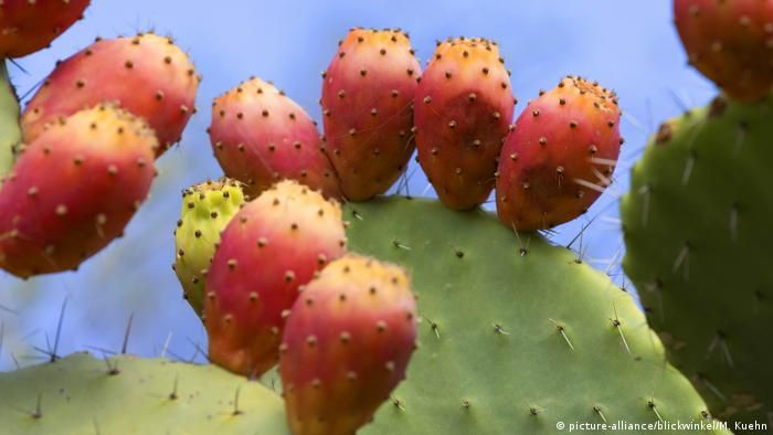 التين الشوكي "الصبارة" خيار ال...