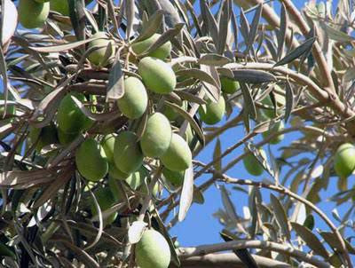 مسؤولة في "وزارة الزراعة" تحمل...