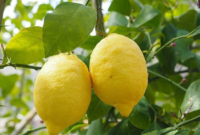 سعر كيلو الليمون إلى 12 ألف لي...