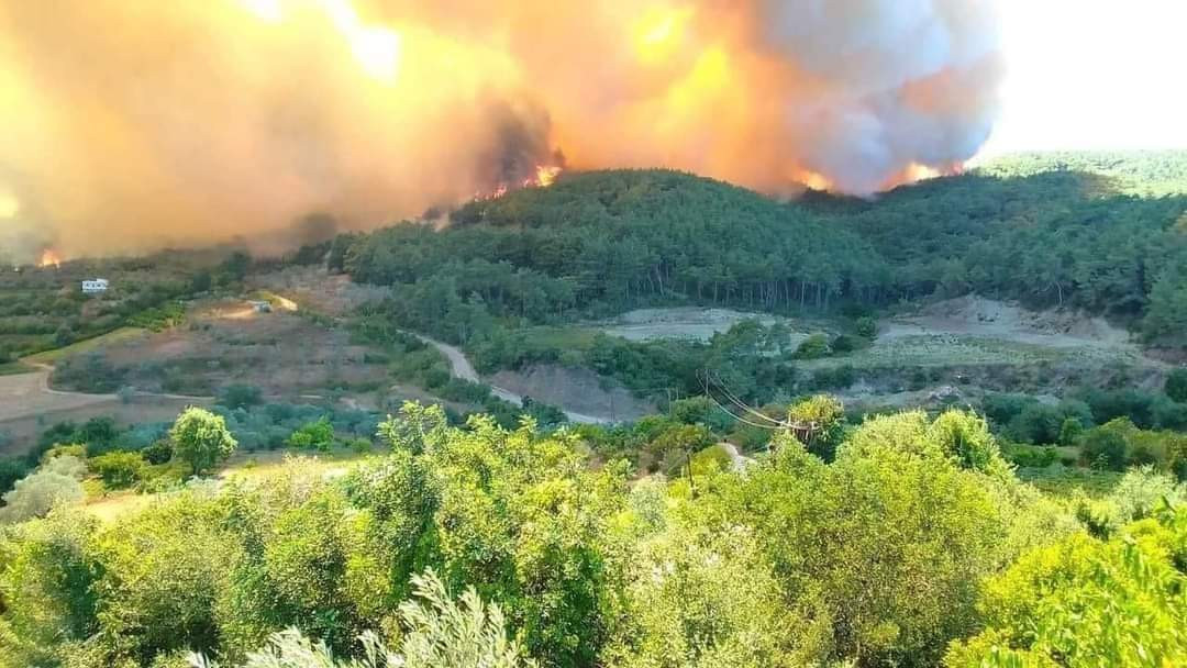 حرائق واسعة تلتهم الغابات الحر...