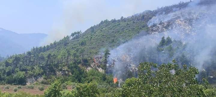 "زراعة النظام" تكشف سبب حريق "...