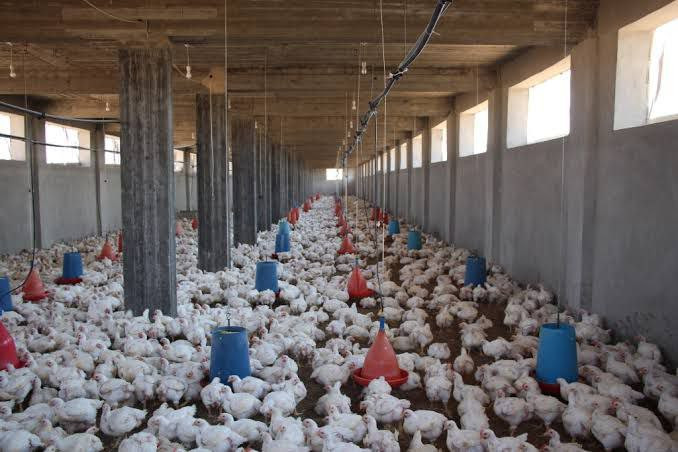 صحيفة رسمية موالية تنعي قطاع "...