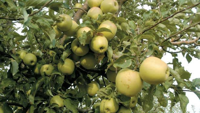 موسم التفاح في اللاذقية والسوي...