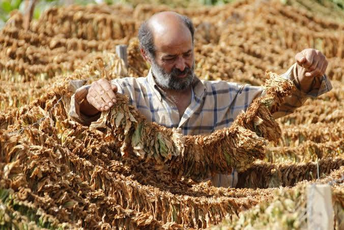 تراجع زراعة التبغ بسبب ارتفاع...