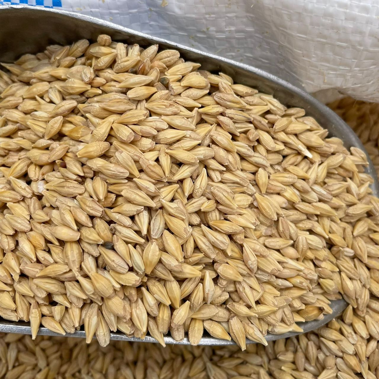 حكومة النظام تفتح باب استيراد...