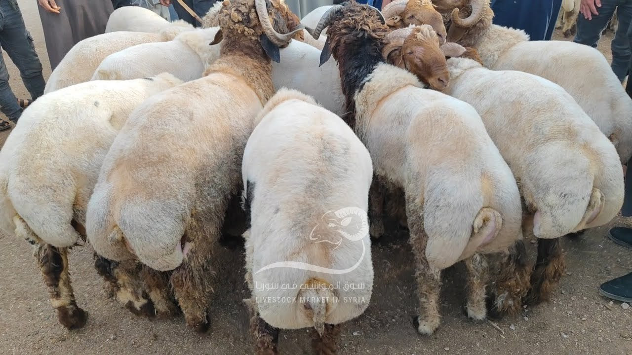 "الإدارة الذاتية" تسمح بتصدير...