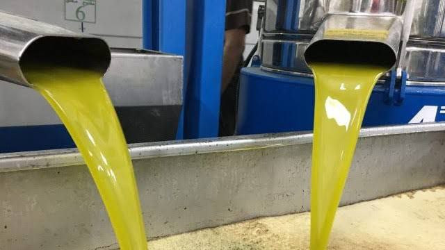 تسعيرة عصر الزيتون لم تنل رضا...