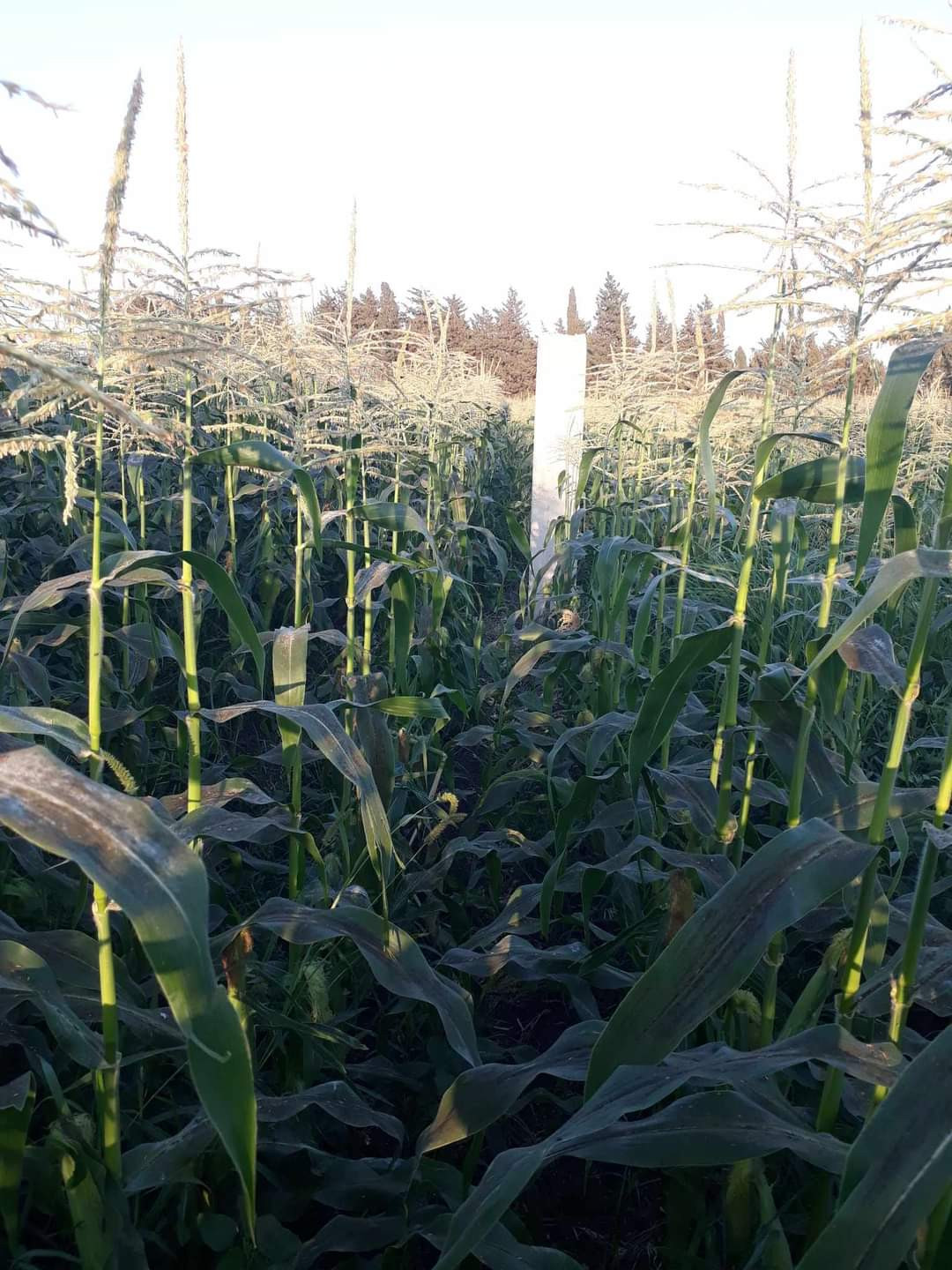 إيران تستولي على عقارات جديدة...