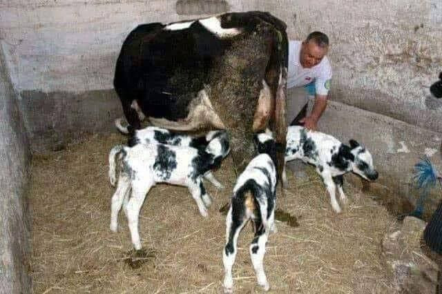 مؤشر تربية اﻷبقار في السويداء...