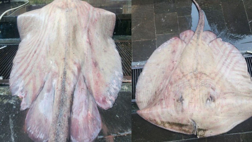 بيعت بـ 900 ألف ليرة.. ظهور نو...