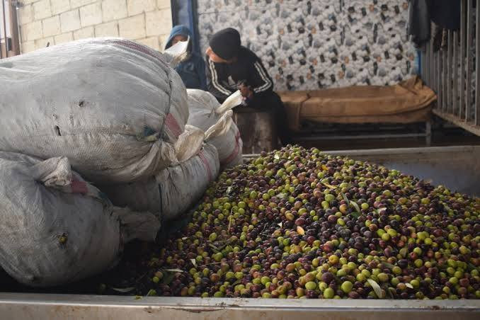 تحديد أجرة عصر الزيتون في عين...