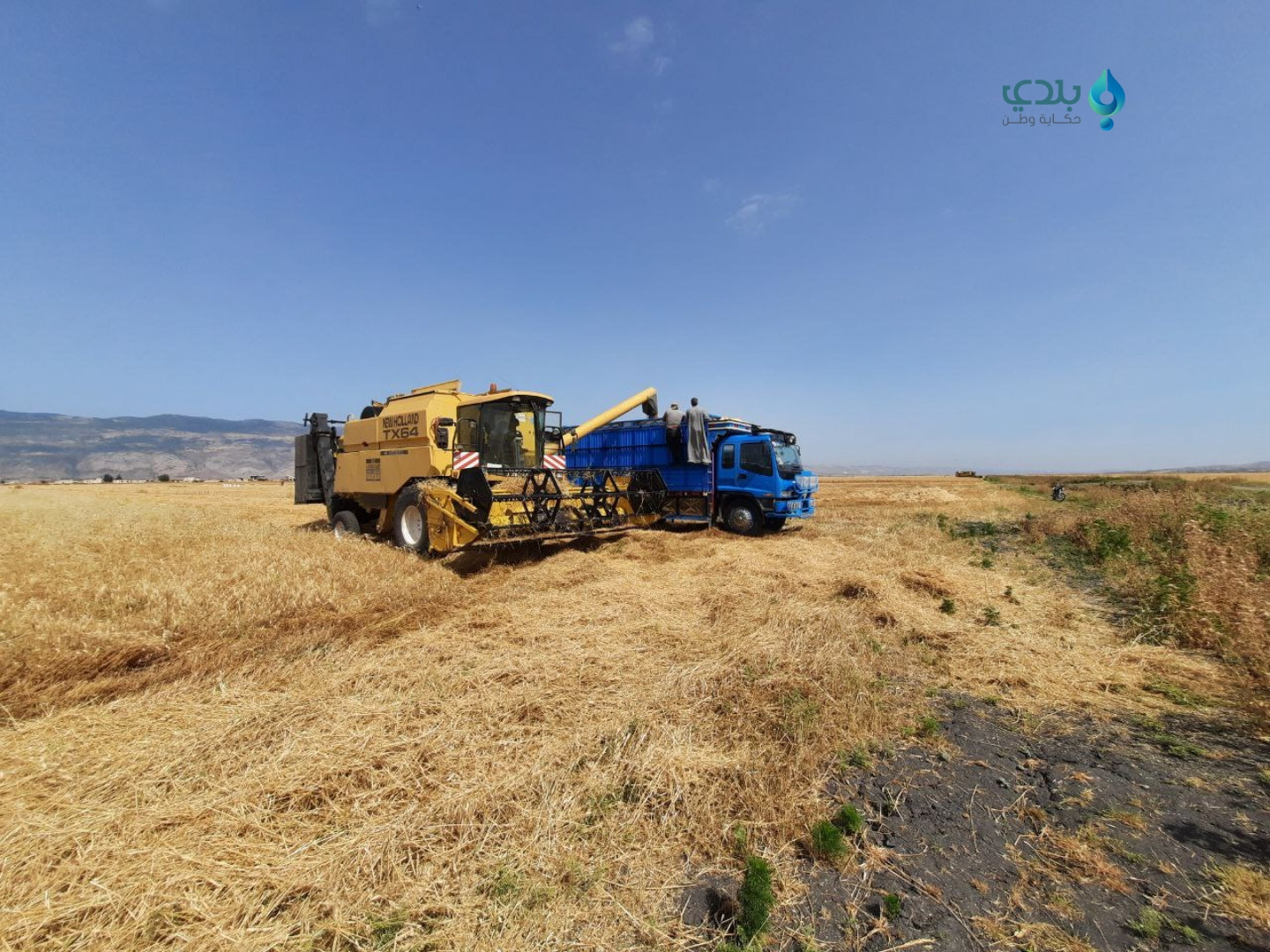 تقارير رسمية تبشر بموسم قمح هو...