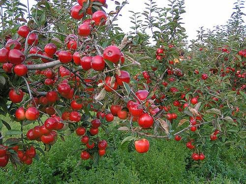شروط "السورية للتجارة" المجحفة...