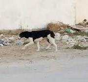 الكلاب الشاردة تسحب طفلاً وتنه...