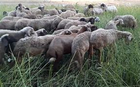 ريف حمص الشرقي يشهد نشاط لعناص...