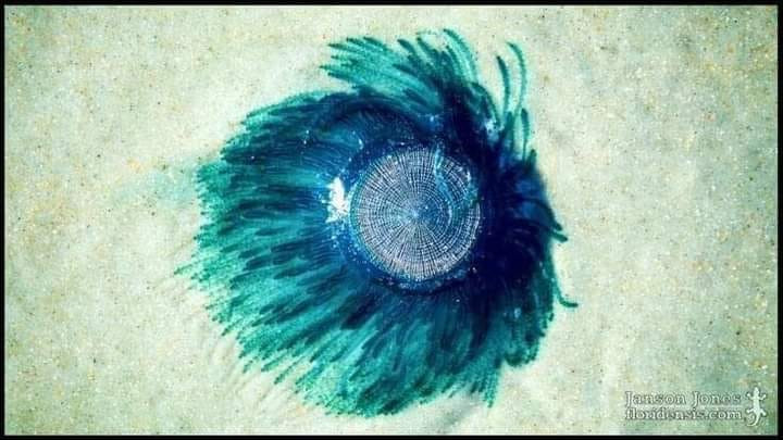 “الزر الأزرق” يظهر في طرطوس بع...