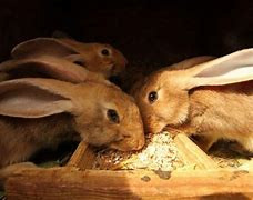 كيف يواجه الموالون في مناطق سي...