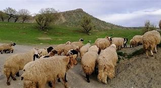 جرائم الميليشيات الإيرانية بحق...