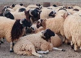 قيمة صادرات الثروة الحيوانية م...