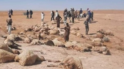 مقتل رعاة أغنام برصاص ميليشيات...