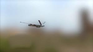 مع بدء موسم حصاد الزيتون الطائ...