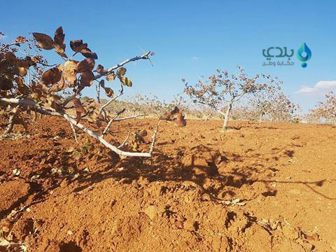 الأسد يشن حرباً على "الفستق ال...