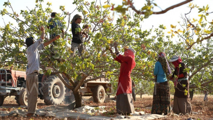 بعد توقف طويل.. مدينة الفستق "...