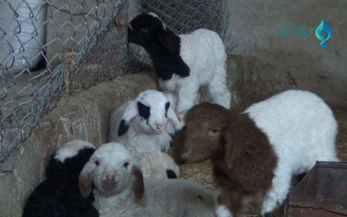 حرب الأسد تهدد الثروة الحيواني...