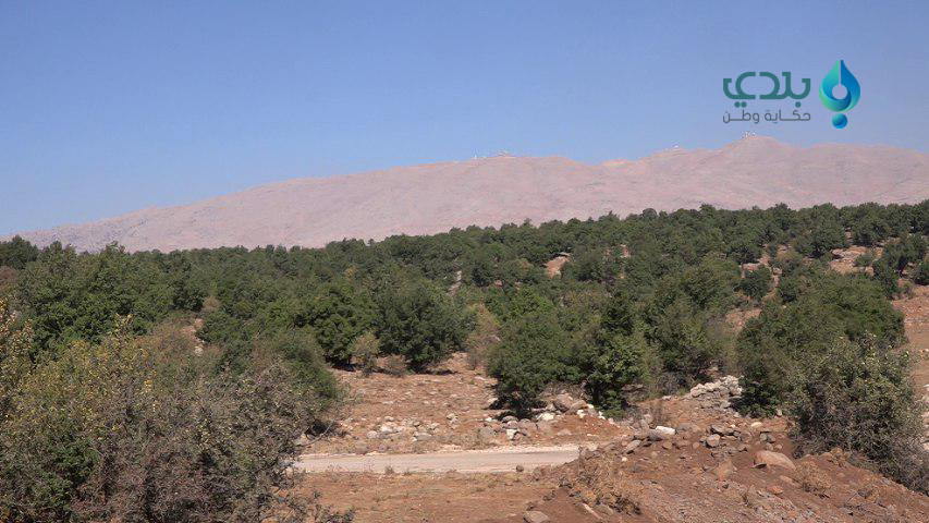 التصحر يهدد ما تبقى من أحراش ا...