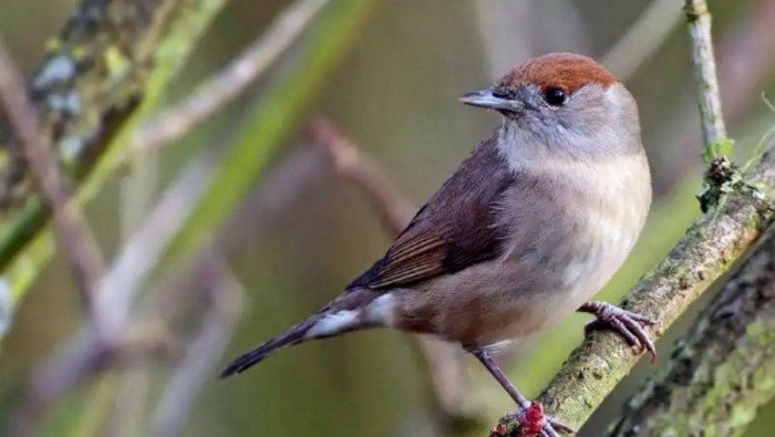 عصافير مهاجرة تفتك بثمار التين...