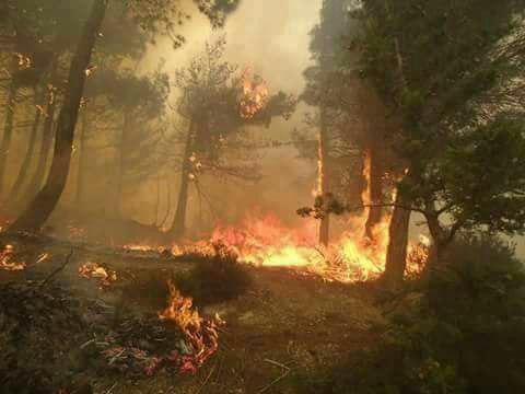 شبيحة النظام يفتعلون حرائق في...