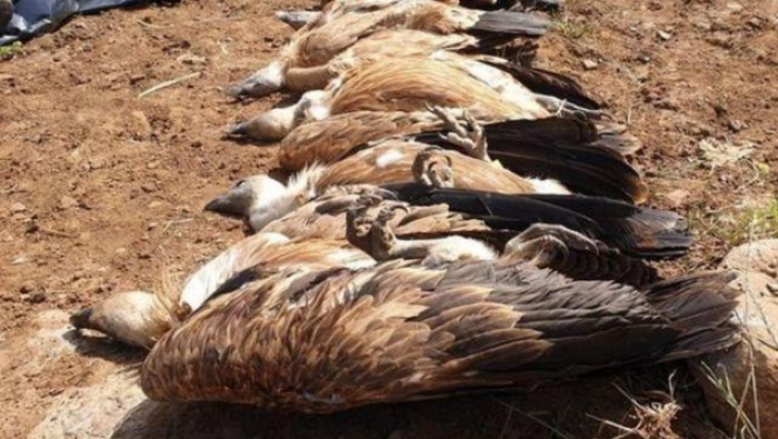 تسمم 8 نسور نادرة في هضبة الجو...