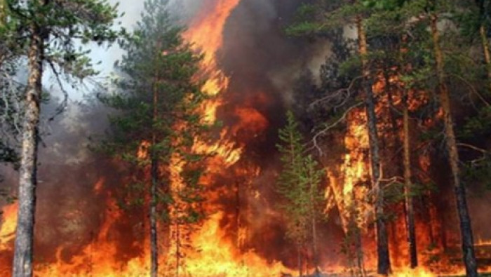 حريق ضخم يلتهم مئات الأشجار ال...