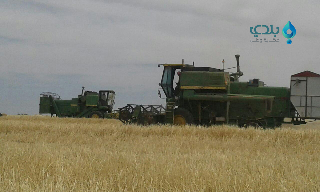 الحسكة أكبر منتج للقمح.. بدون...