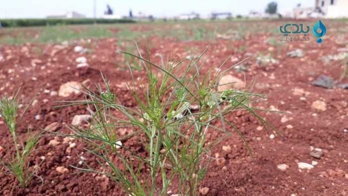 وفرة الأمطار تزيد من الخسائر ف...