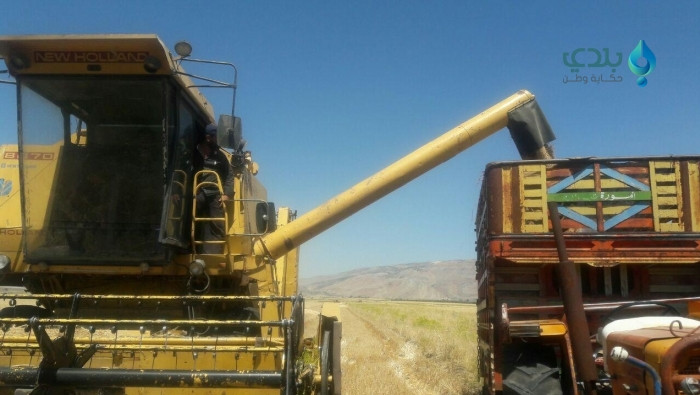 إنتاجية القمح تنخفض دون النصف...