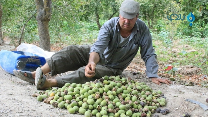 قطاف "الجوز" يبدأ في إدلب وسط...
