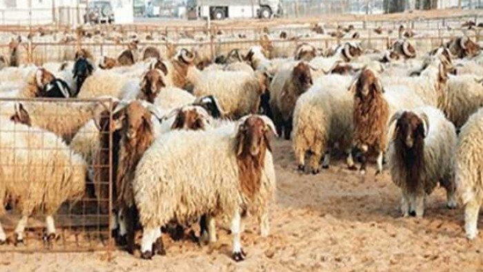 مع اقتراب العيد.. سوق الأضاحي...