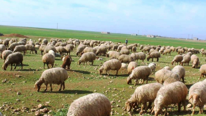 النظام يعترف: 40 بالمئة خسائر...