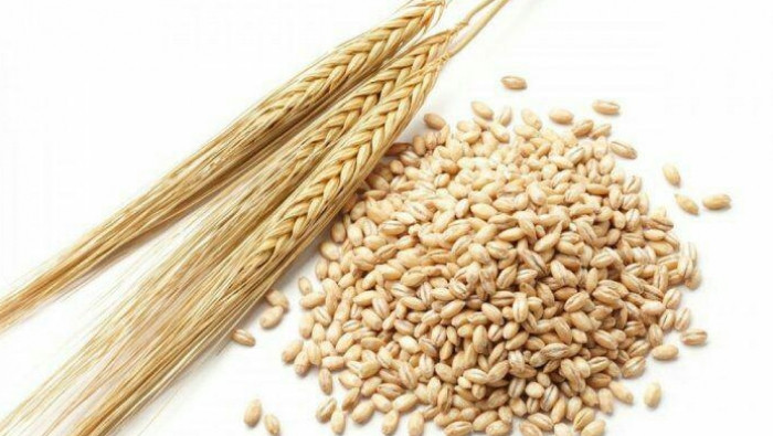 حكومة النظام تسمح بتصدير الشعي...